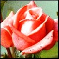 denrrlana1i.jpg (200 x 200)